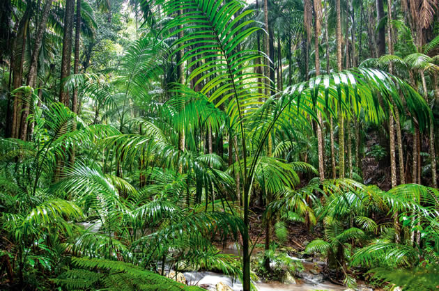 One of the Local Attractions - Rainforests and national parks near Amore BandB accommodation in Mt Tamborine.