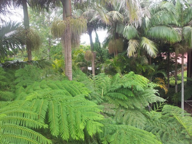 Garden views from your Tamborine Mountain accommodation