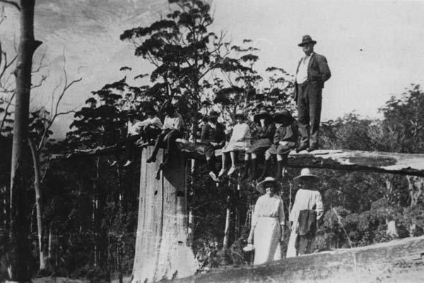Early timber industry of Mt Tamborine