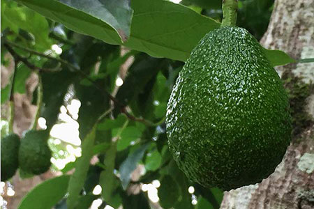 Mt Tamborine Avocados near Amore Bed and Breakfast - Mt Tamborine accommodation