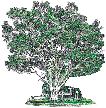The old Fig Tree at the northern roundabout in Gallery Walk, Mt Tamborine
