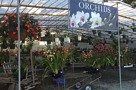 Orchids at Tamborine Mountain Nursery - 5 minutes walking from your accommodation in Tamborine Mountain