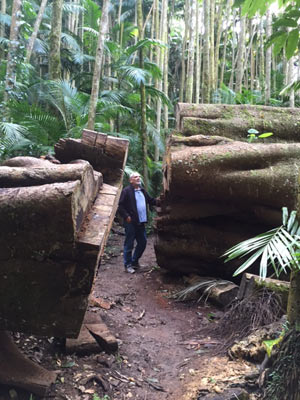 Forest near Amore Bnb Tamborine Mountain