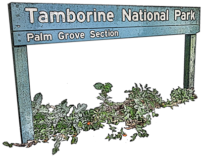 Palm Grove National Park is an easy walk from your Mt Tamborine accommodation - Amore B&B