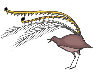 Wildlife including lyrebirds can be seen near your Mt Tamborine accommodation at Amore Bed and Breakfast