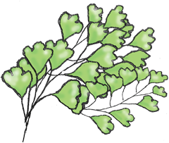 Ferns flourish near your accommodation in Mt Tamborine - Amore B&B in Eagle Heights