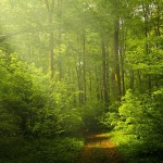 Walk to a Waterfall